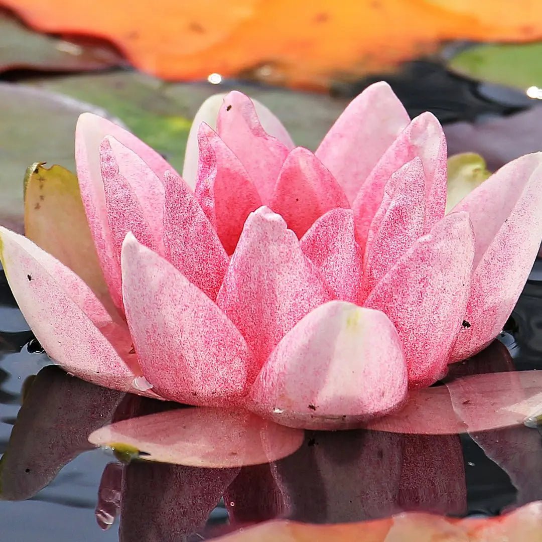 Inspiring Yoga Quotes - Sama Yoga House